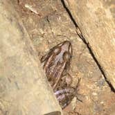 Review photo of Cave-in-Rock State Park by Ashley Y., August 31, 2016