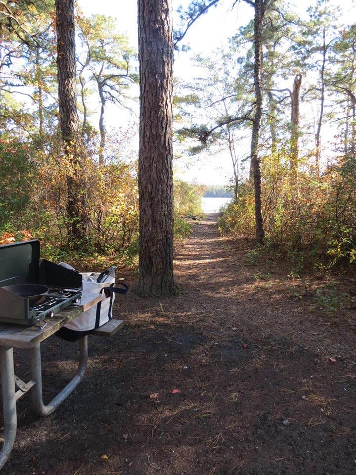 Camper submitted image from Bass River State Forest - 4