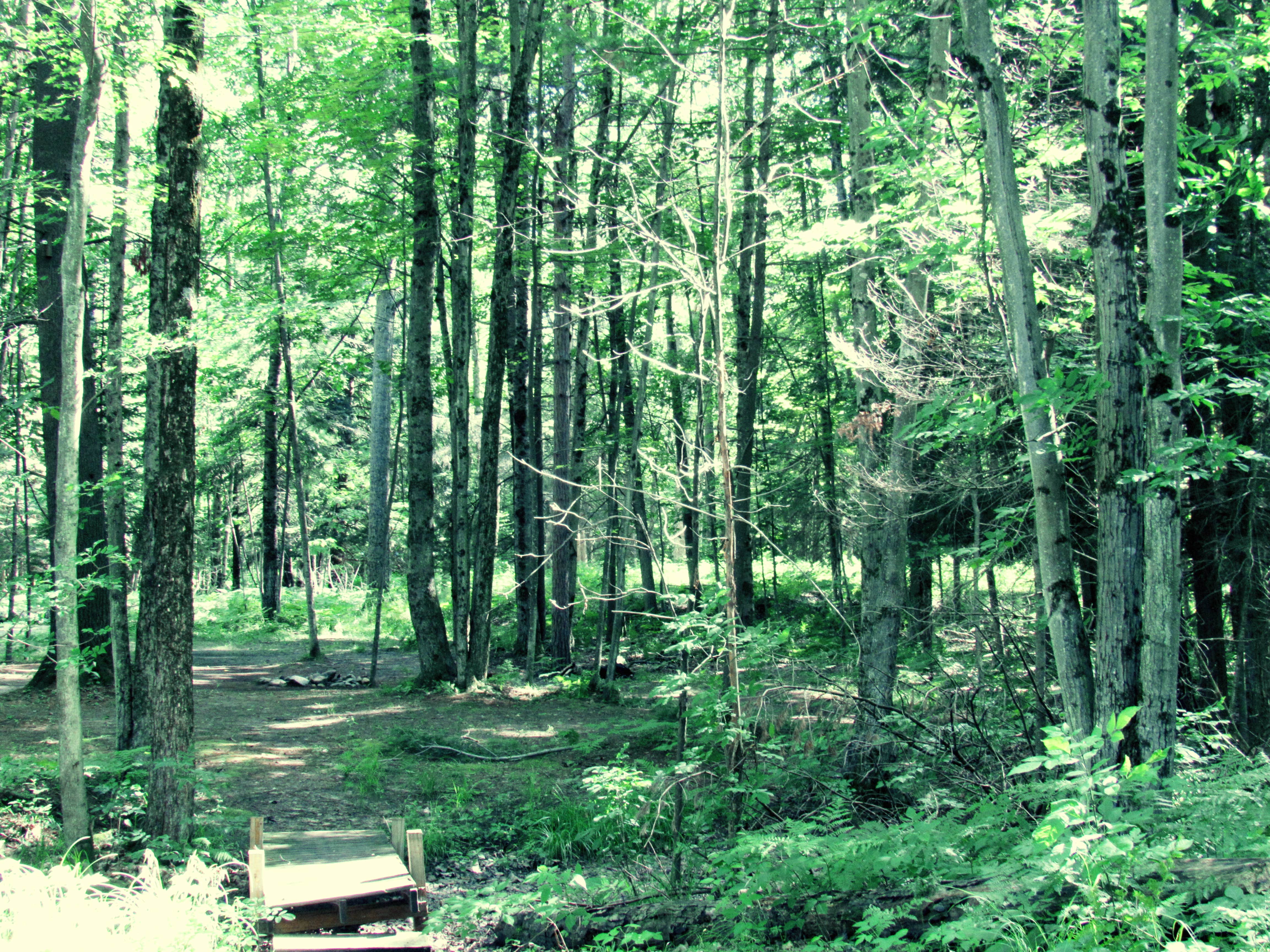 Camper submitted image from White Birch Canoe Trips & Campground - 4