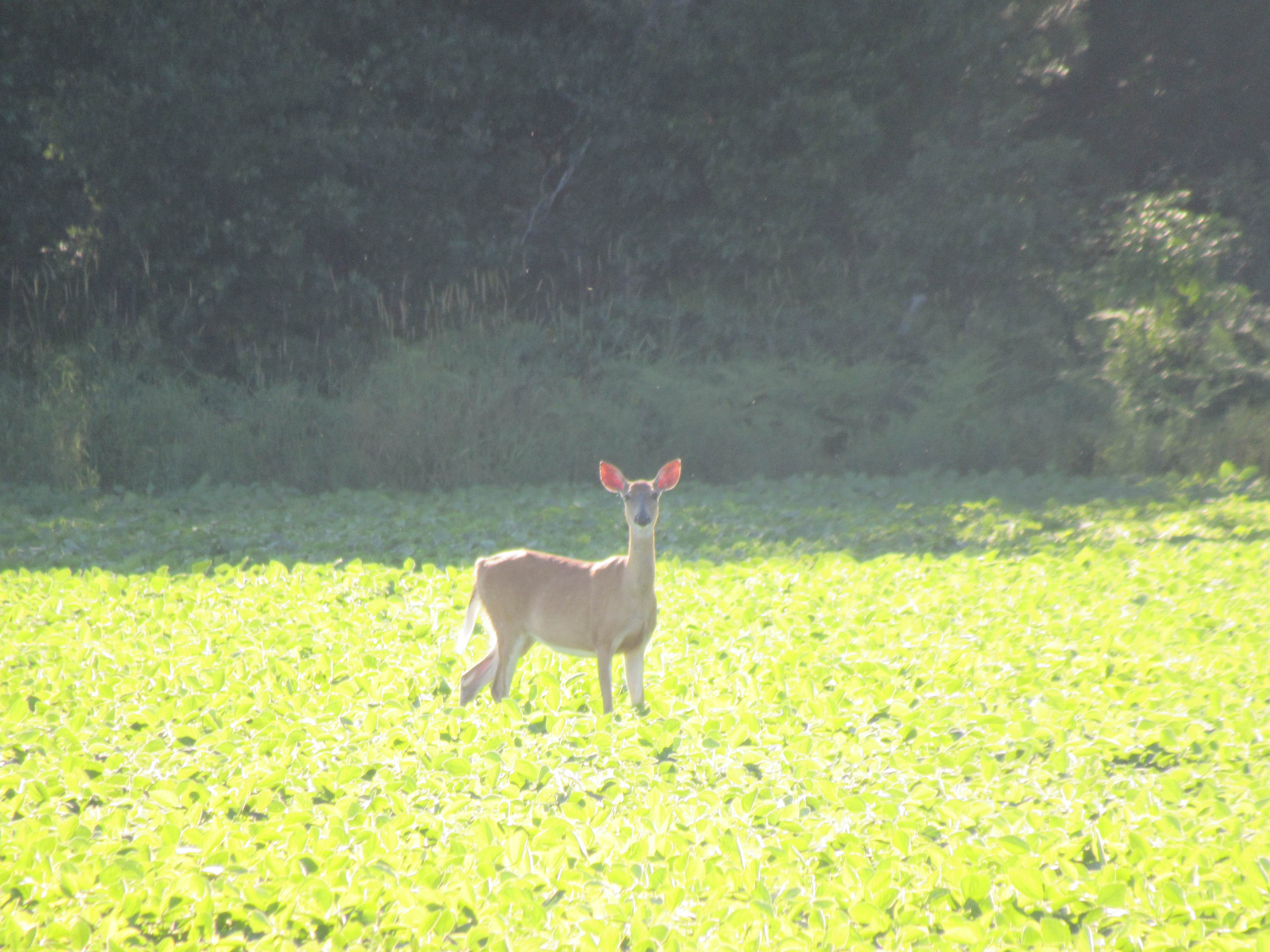 Camper submitted image from White Birch Canoe Trips & Campground - 5