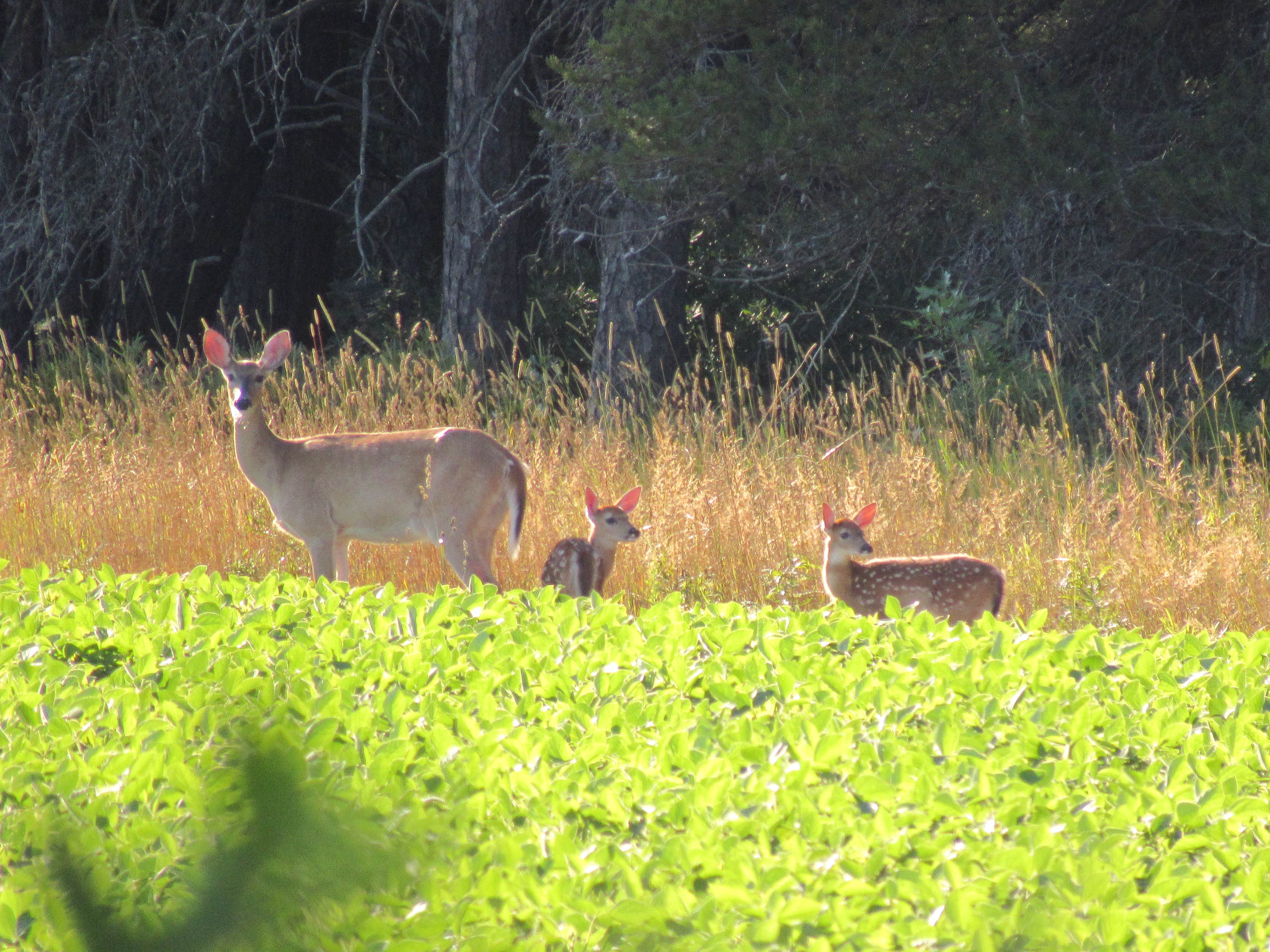Jennifer G.'s photo of camping with pets at White Birch Canoe Trips & Campground near Clare, MI