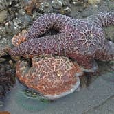 Review photo of Second Beach — Olympic National Park by Megan C., August 31, 2016