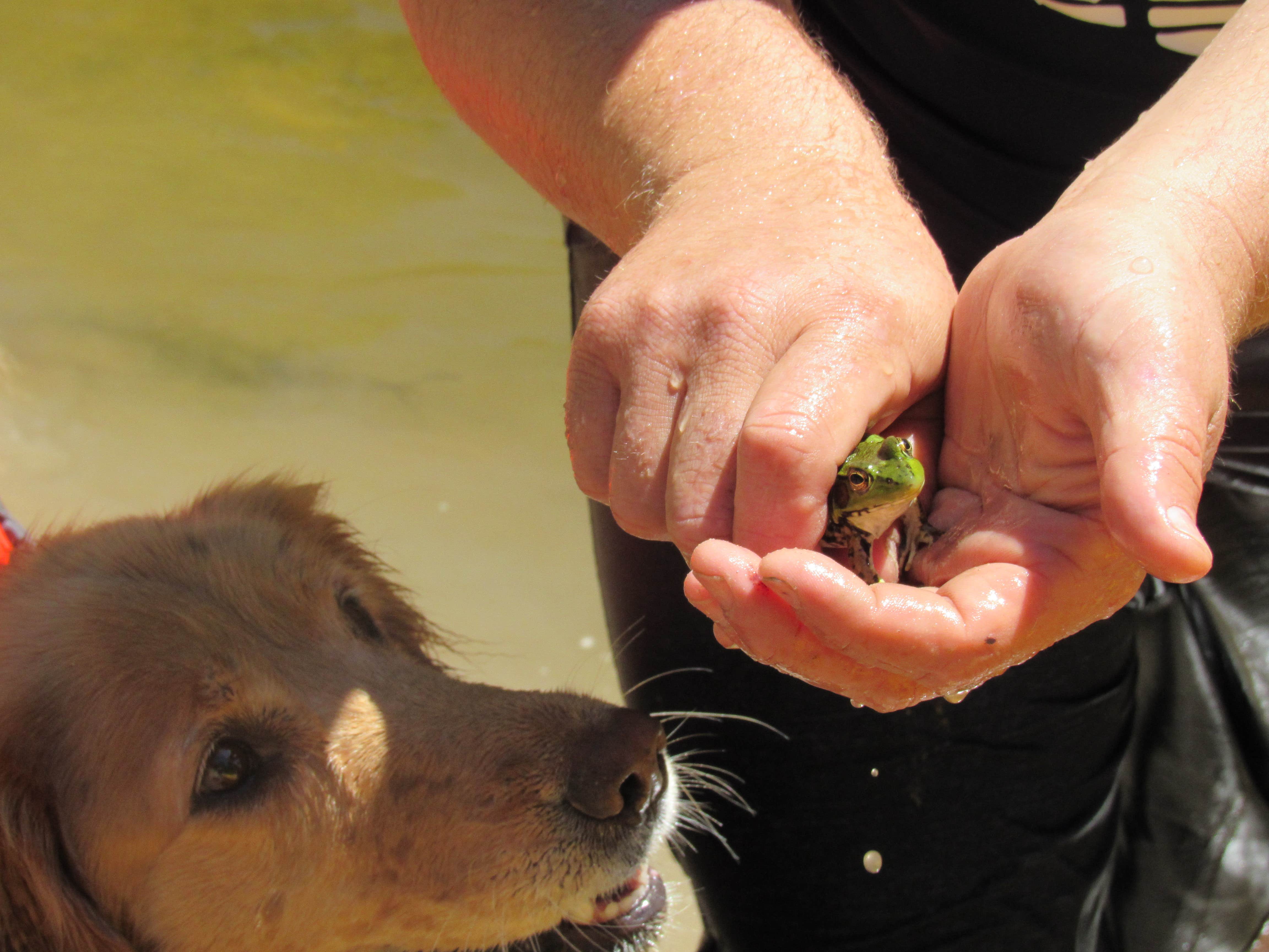 Jennifer G.'s photo of camping with pets at White Birch Canoe Trips & Campground near Gladwin, MI