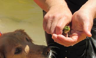 Jennifer G.'s photo of camping with pets at White Birch Canoe Trips & Campground near Higgins Lake, MI