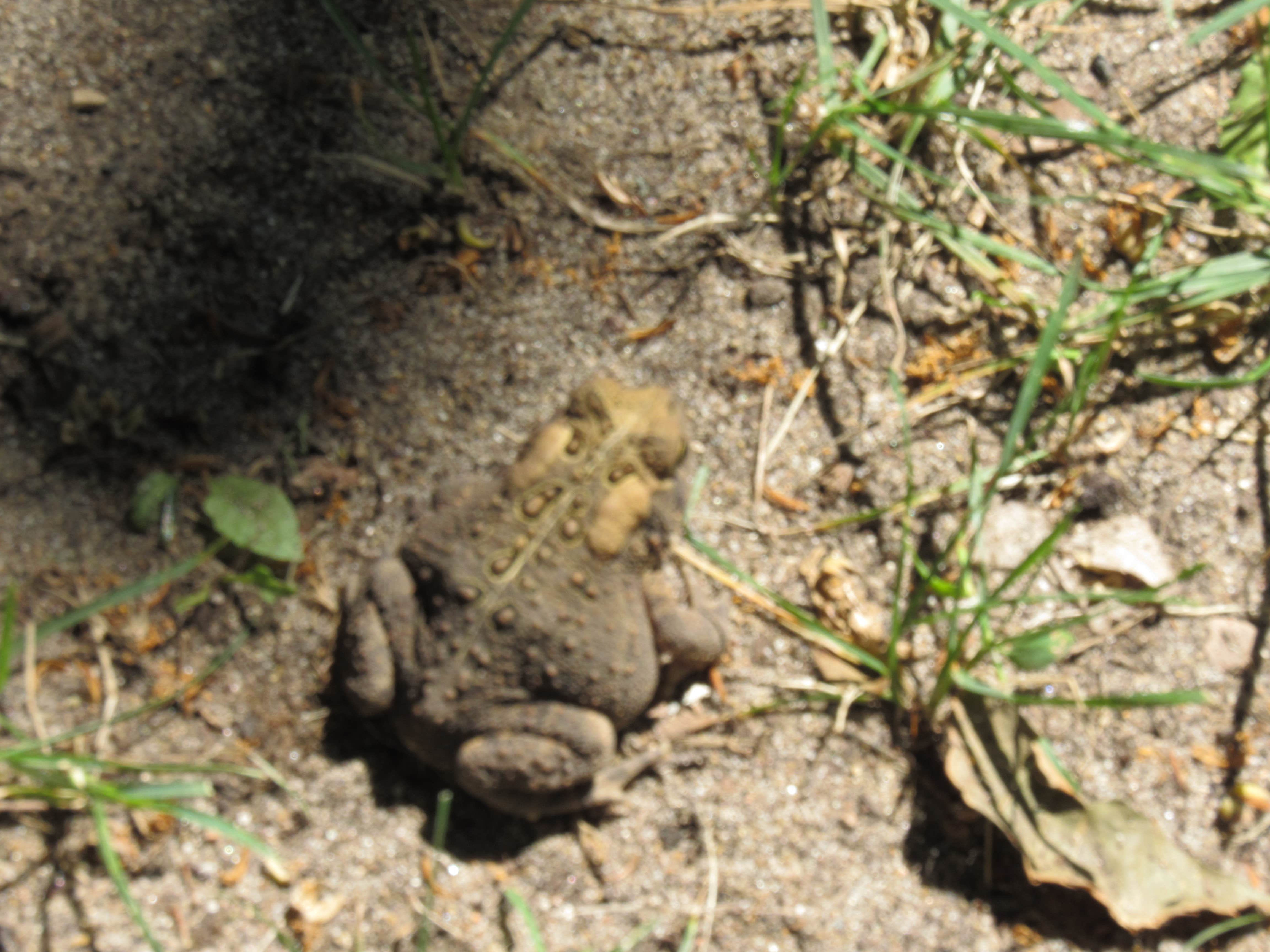 Camper-submitted photo at Rapid River Campground near South Boardman, MI