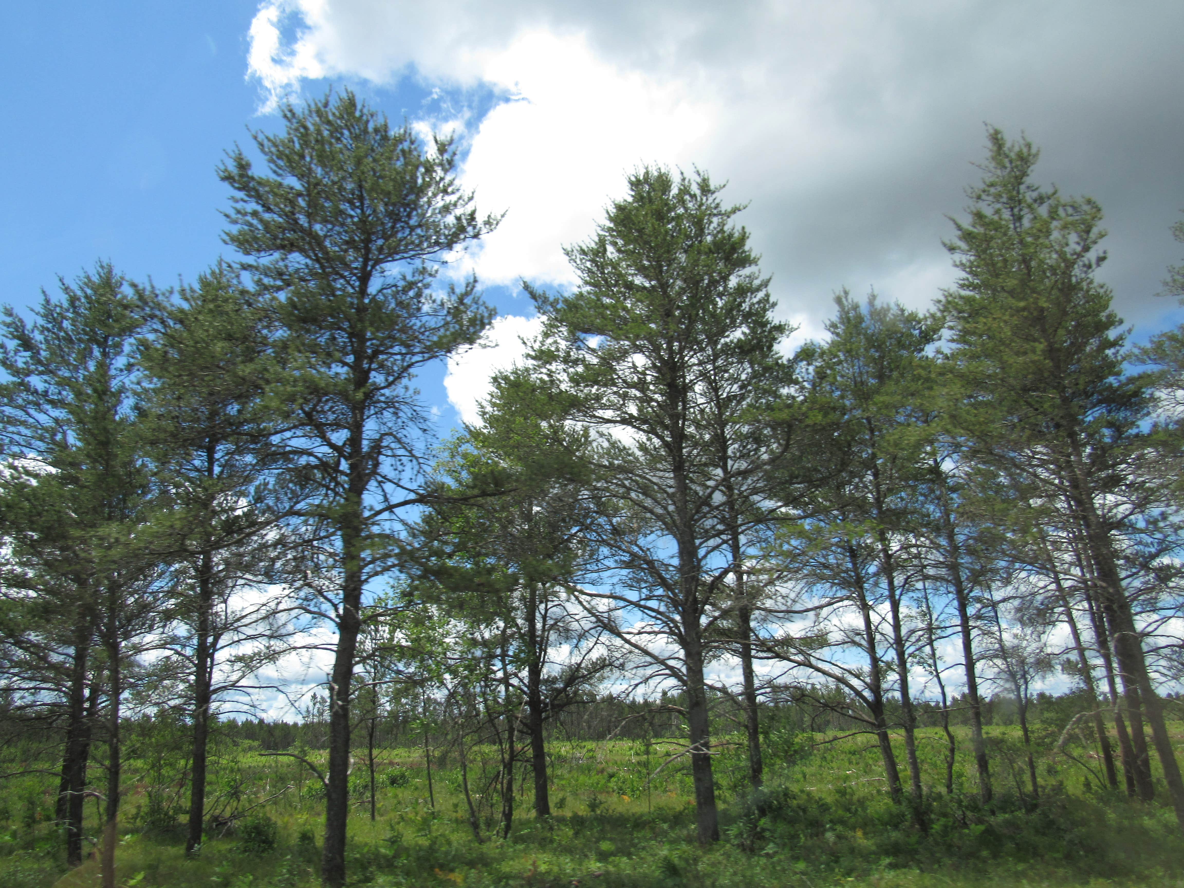 Camper-submitted photo at Rapid River Campground near South Boardman, MI