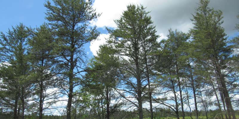 Camper submitted image from Rapid River Campground