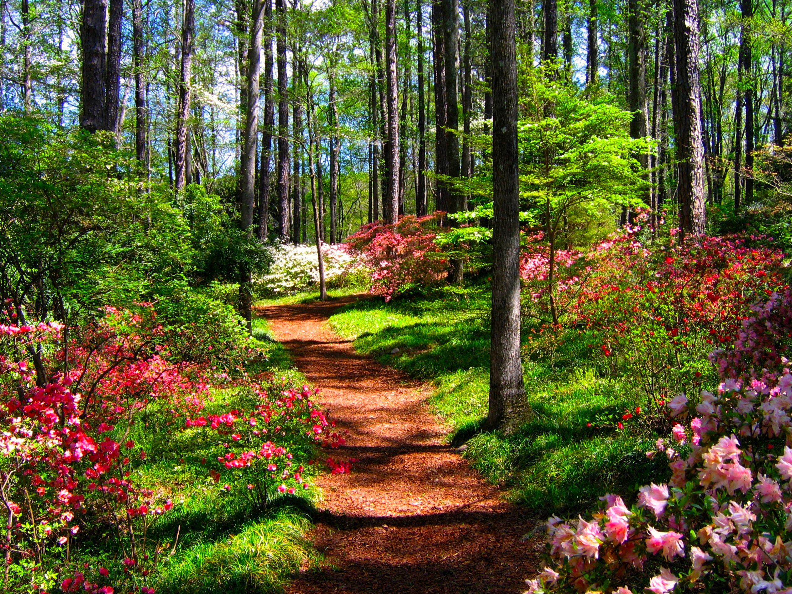Callaway Garden path