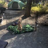 Review photo of Sierra National Forest College Campground by Austin C., May 29, 2019