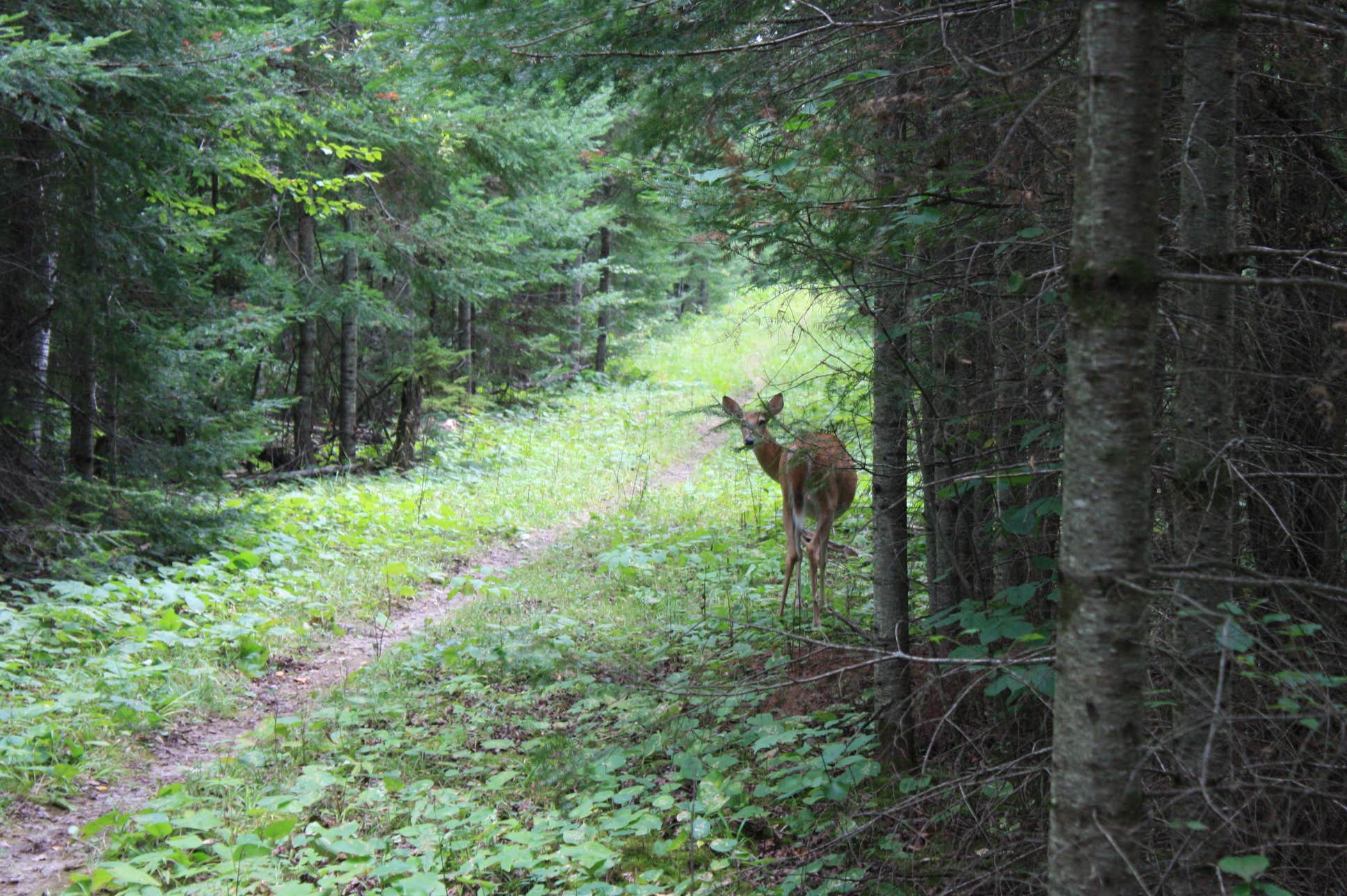 Camper submitted image from Chase Point Campground — Scenic State Park - 1