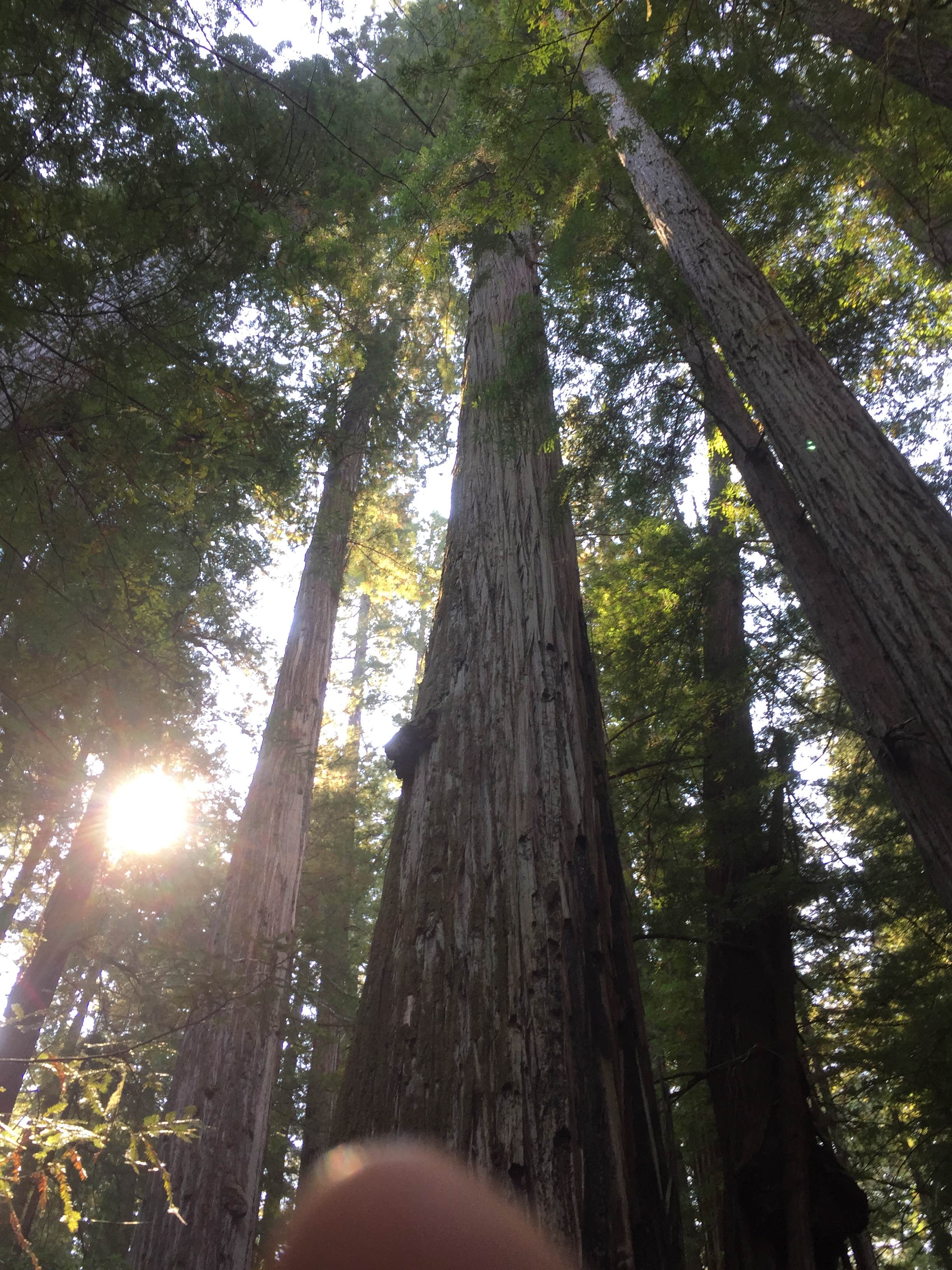 Camper-submitted photo at Albee Creek Campground — Humboldt Redwoods State Park near Bridgeville, CA