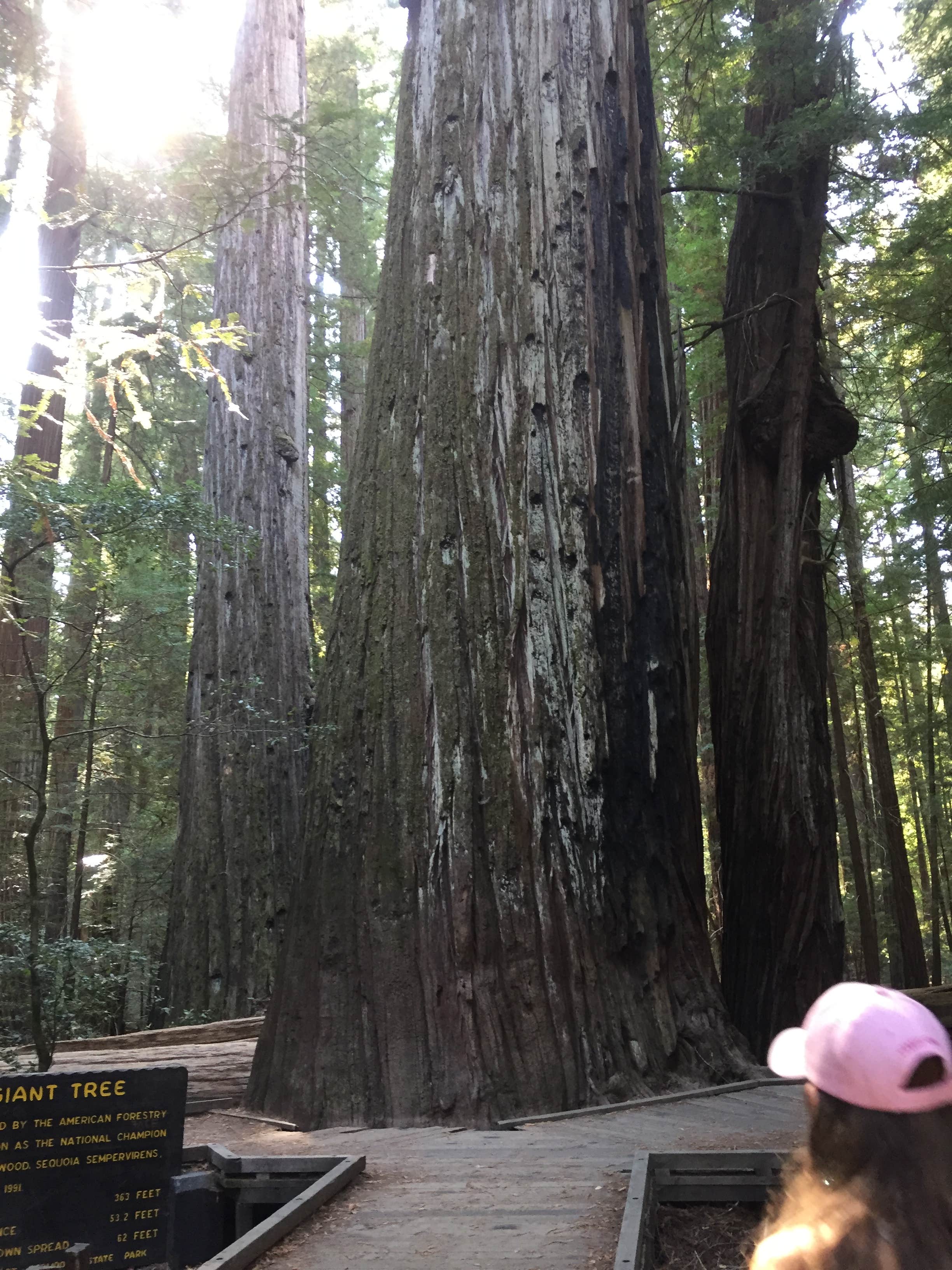 Camper-submitted photo at Albee Creek Campground — Humboldt Redwoods State Park near Bridgeville, CA
