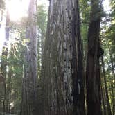 Review photo of Albee Creek Camp — Humboldt Redwoods State Park by Austin C., May 29, 2019