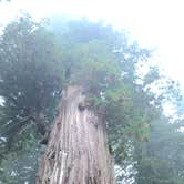Review photo of Elk Prairie Campground — Prairie Creek Redwoods State Park by Austin C., May 29, 2019