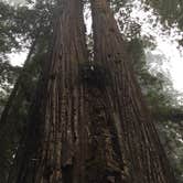 Review photo of Elk Prairie Campground — Prairie Creek Redwoods State Park by Austin C., May 29, 2019