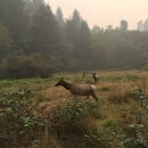 Review photo of Elk Prairie Campground — Prairie Creek Redwoods State Park by Austin C., May 29, 2019