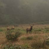 Review photo of Elk Prairie Campground — Prairie Creek Redwoods State Park by Austin C., May 29, 2019
