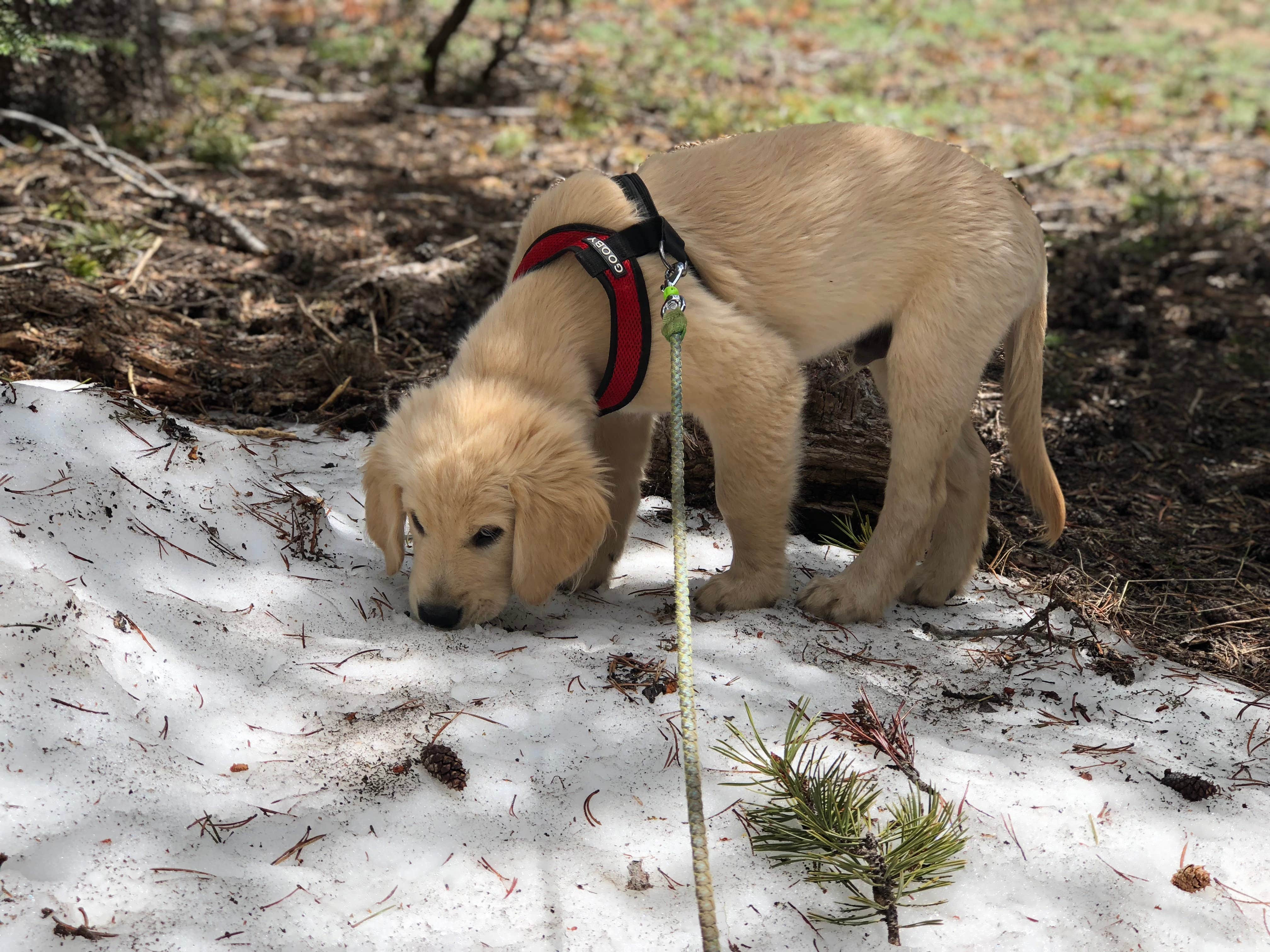 Austin C.'s photo of camping with pets at Crane Flat Campground — Yosemite National Park near Mather, CA