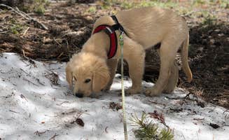 Austin C.'s photo of camping with pets at Crane Flat Campground — Yosemite National Park near Yosemite Valley, CA