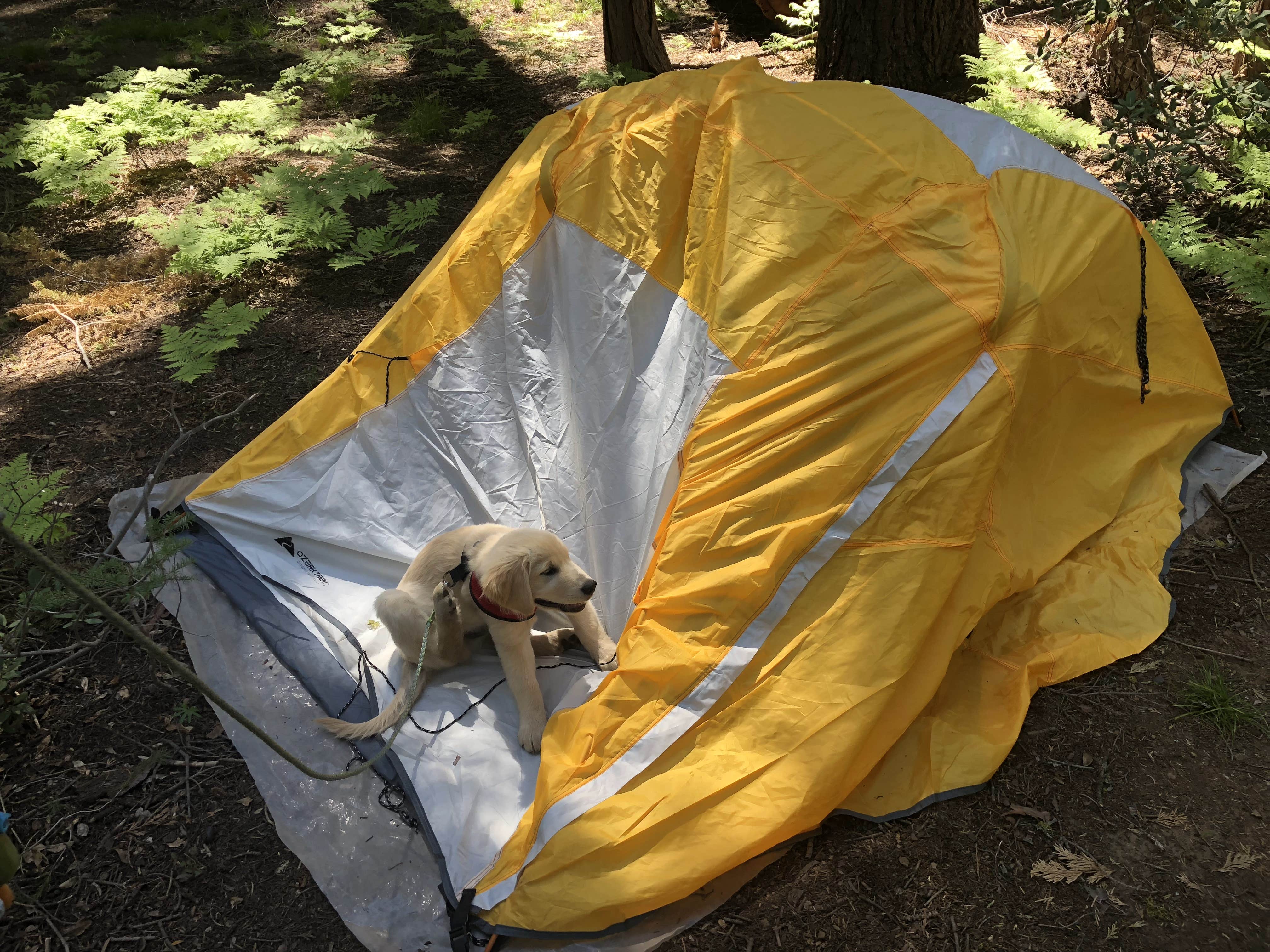 Austin C.'s photo at Crane Flat Campground — Yosemite National Park near El Portal, CA