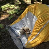 Review photo of Crane Flat Campground — Yosemite National Park by Austin C., May 29, 2019