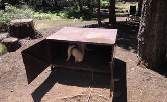 Austin C.'s photo of camping with pets at Crane Flat Campground — Yosemite National Park near Yosemite Valley, CA