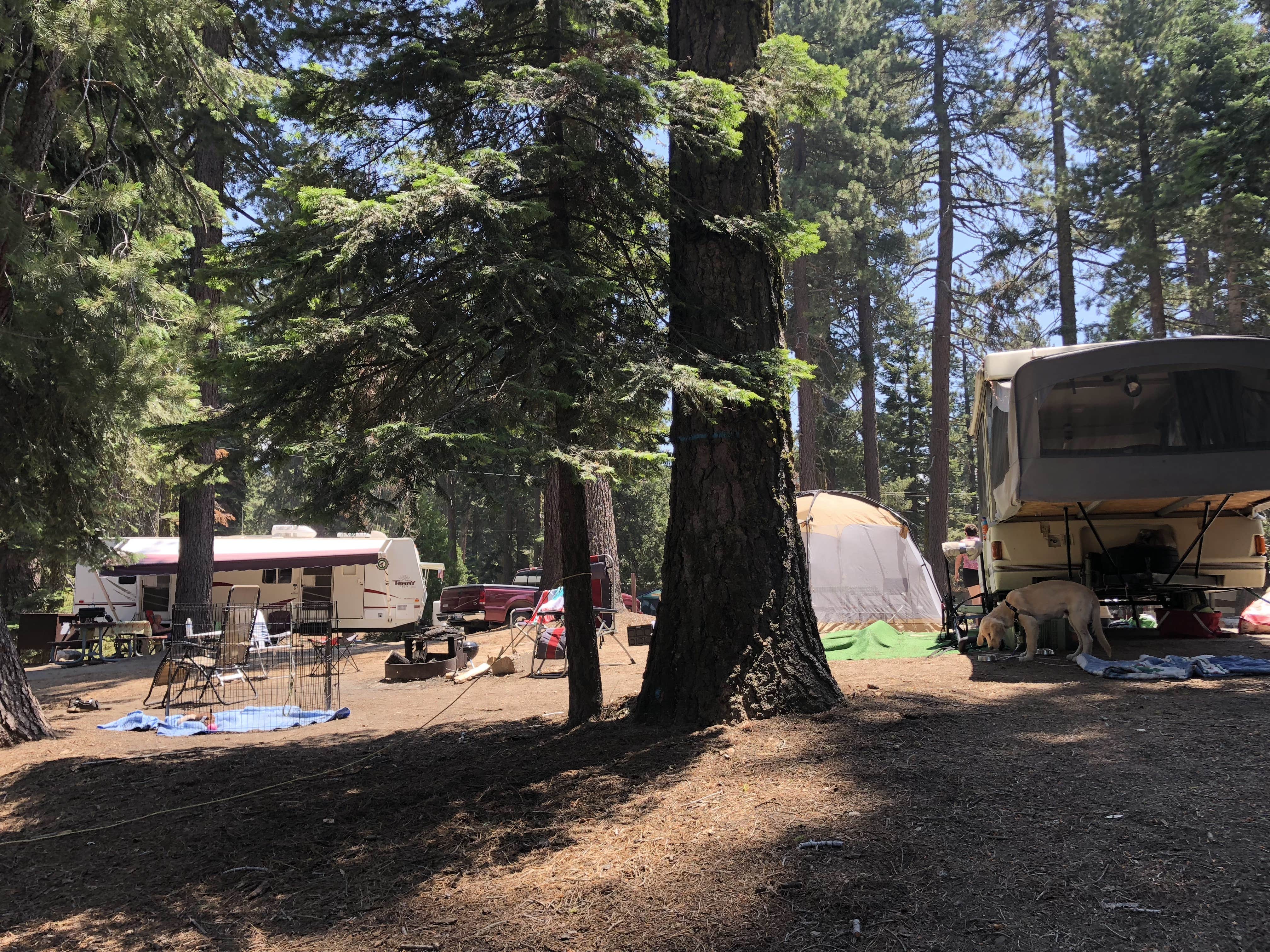 Austin C.'s photo at Azalea Campground — Kings Canyon National Park near Badger, CA