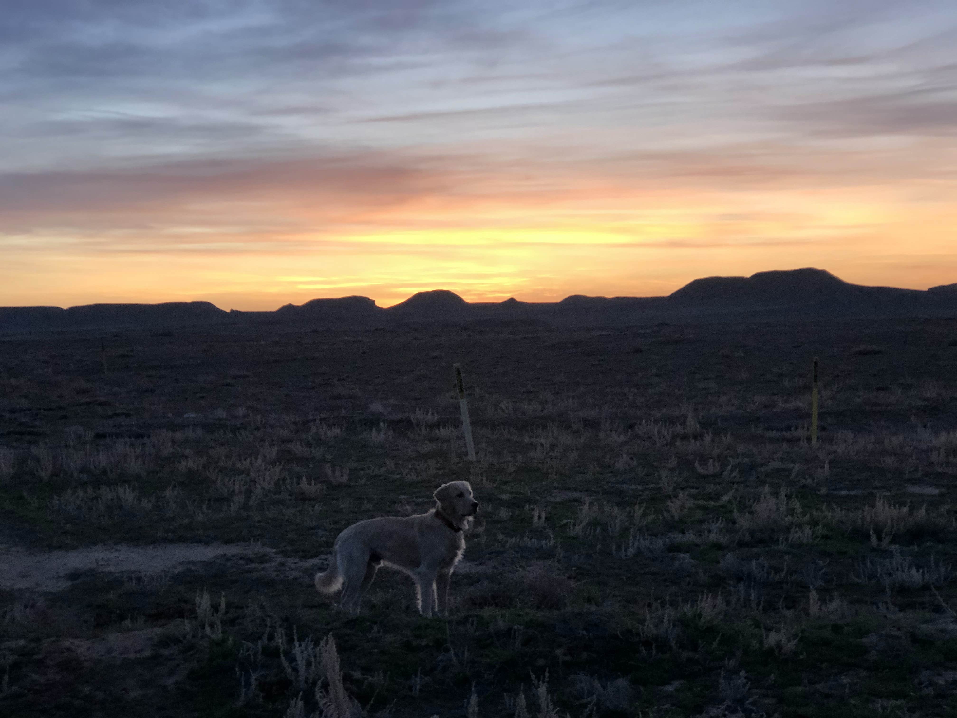 Austin C.'s photo of camping with pets at BLM 144 Dispersed in Utah