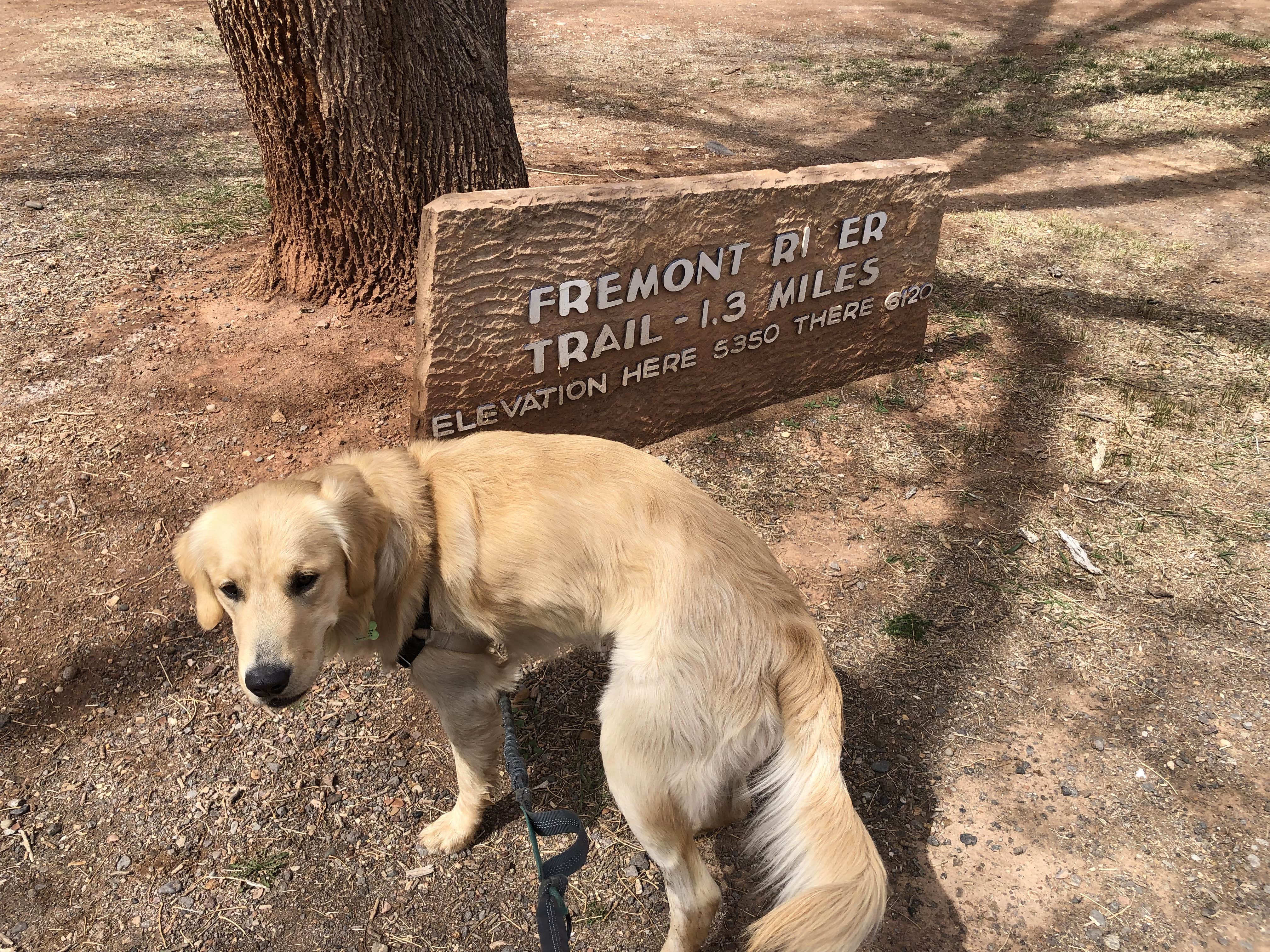 Austin C.'s photo of camping with pets at Fruita Campground — Capitol Reef National Park near Hanksville, UT