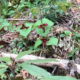 Review photo of Koomer Ridge Campground — Daniel Boone National Forest by Drew W., May 30, 2019