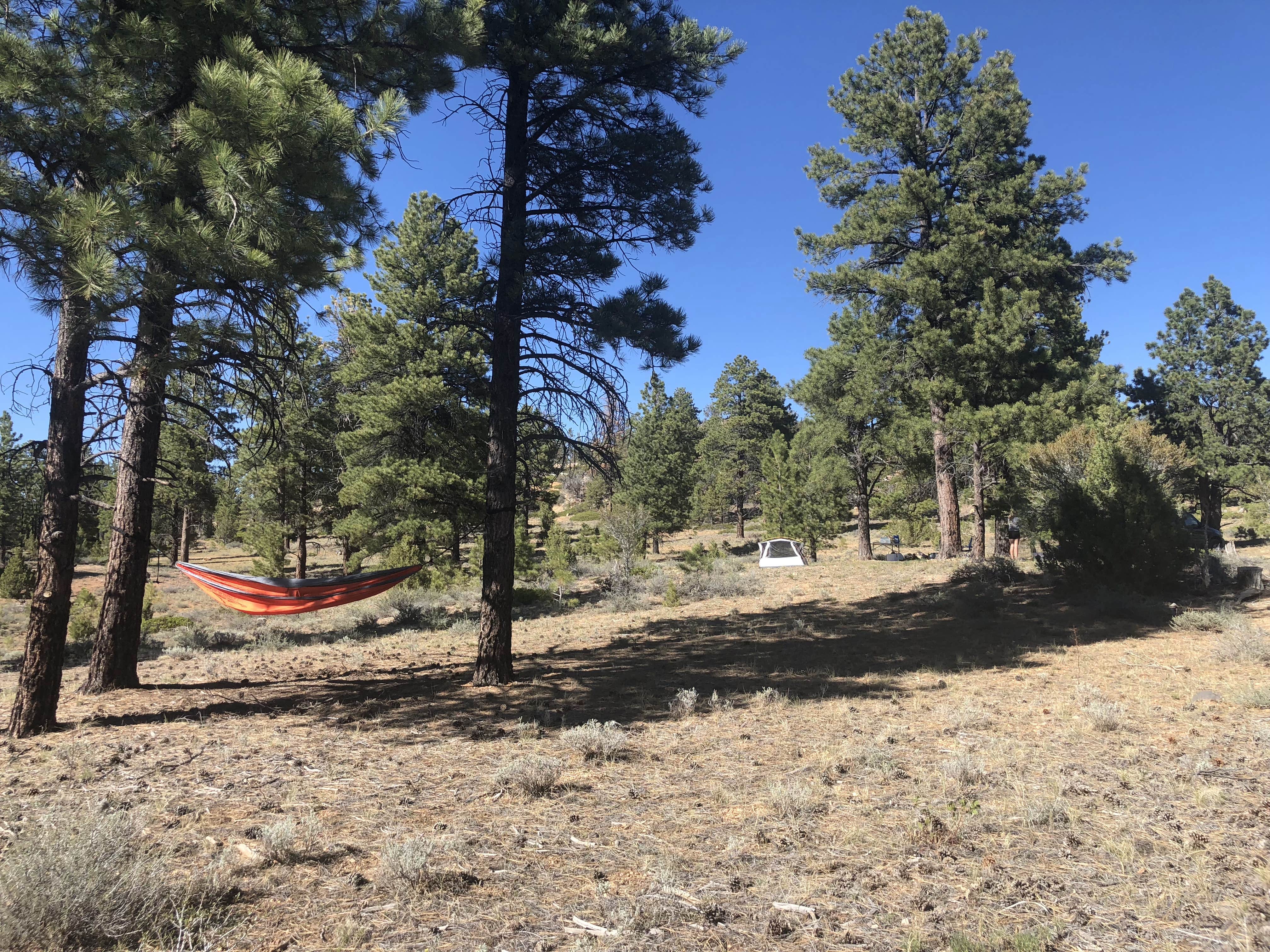 Camper submitted image from Tom Best Spring Road FR117 Dispersed - Dixie National Forest - 5