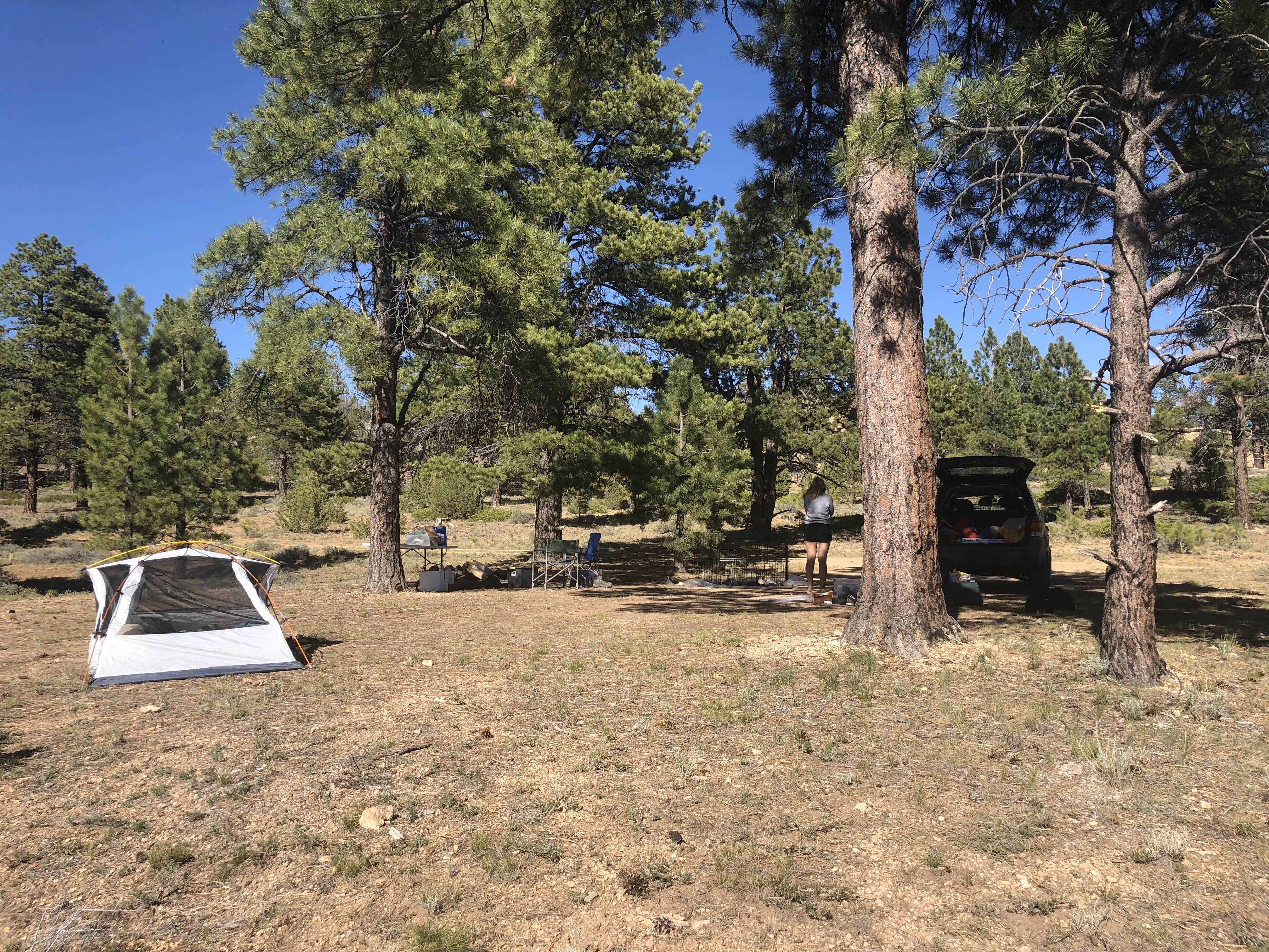 Austin C.'s photo of a dispersed camping area at Tom Best Spring Road FR117 Dispersed - Dixie National Forest near Panguitch, UT