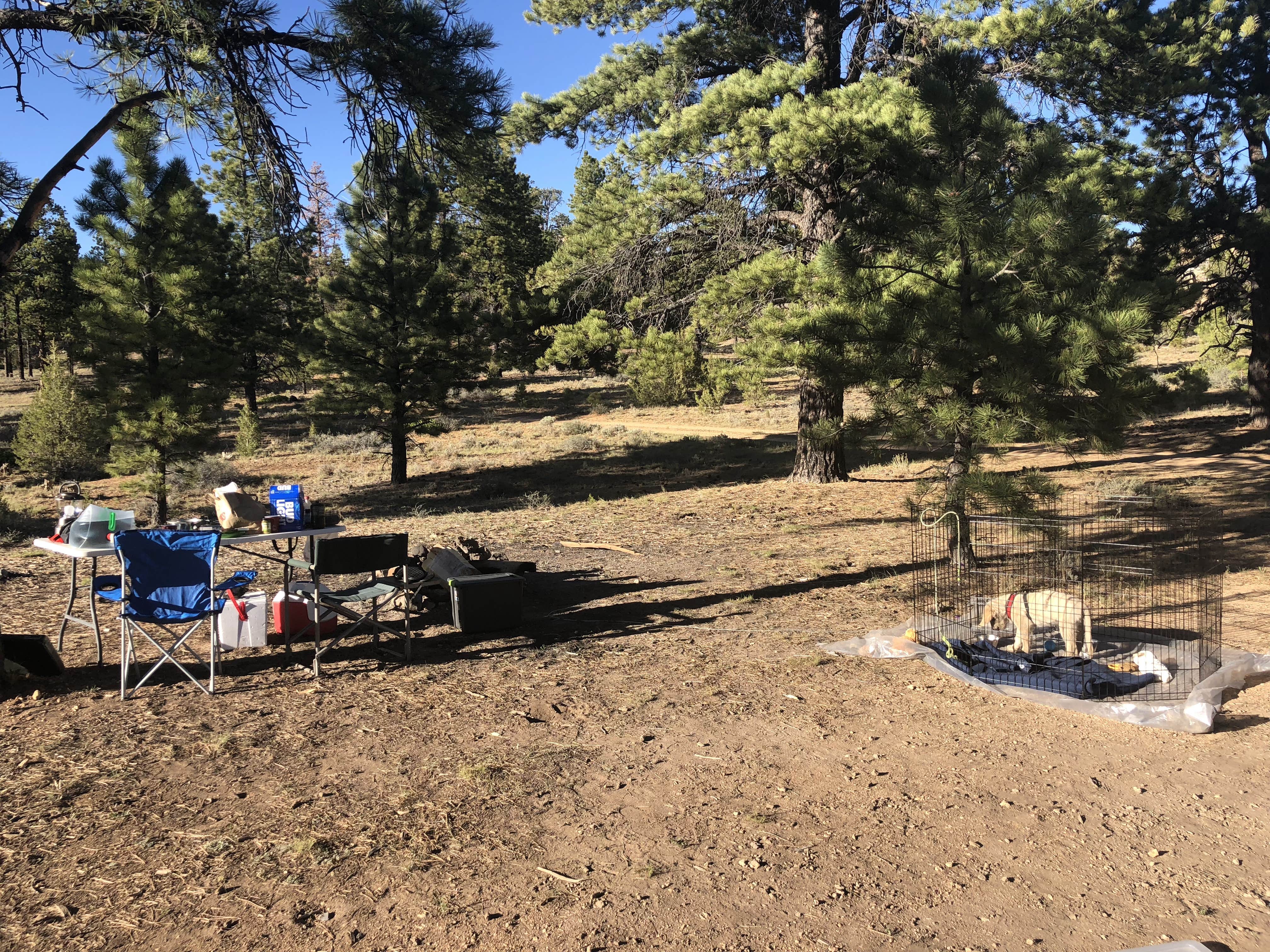 Camper submitted image from Tom Best Spring Road FR117 Dispersed - Dixie National Forest - 3