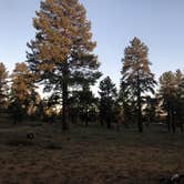 Review photo of Tom Best Spring Road FR117 Dispersed - Dixie National Forest by Austin C., May 30, 2019