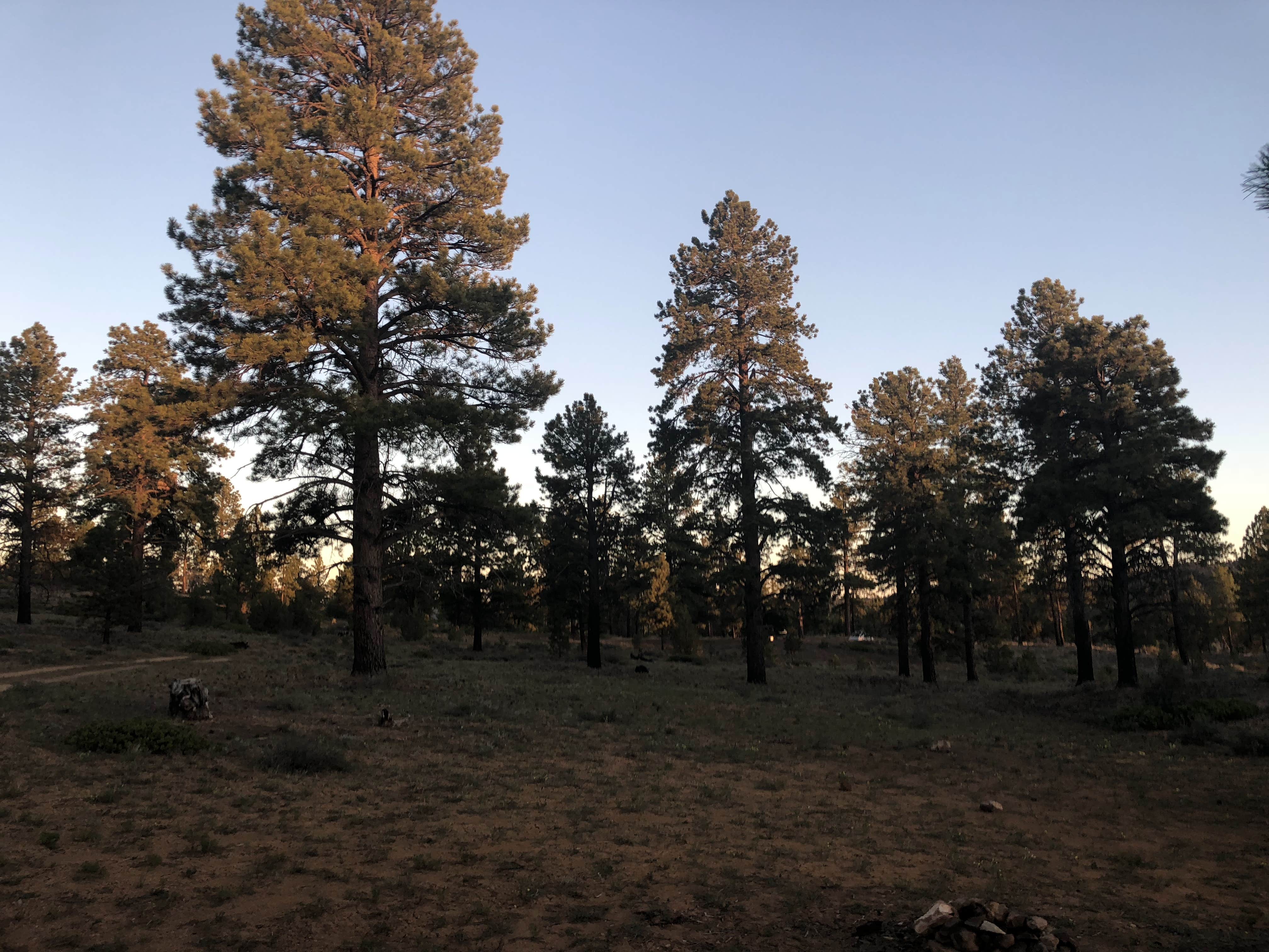 Camper submitted image from Tom Best Spring Road FR117 Dispersed - Dixie National Forest - 2