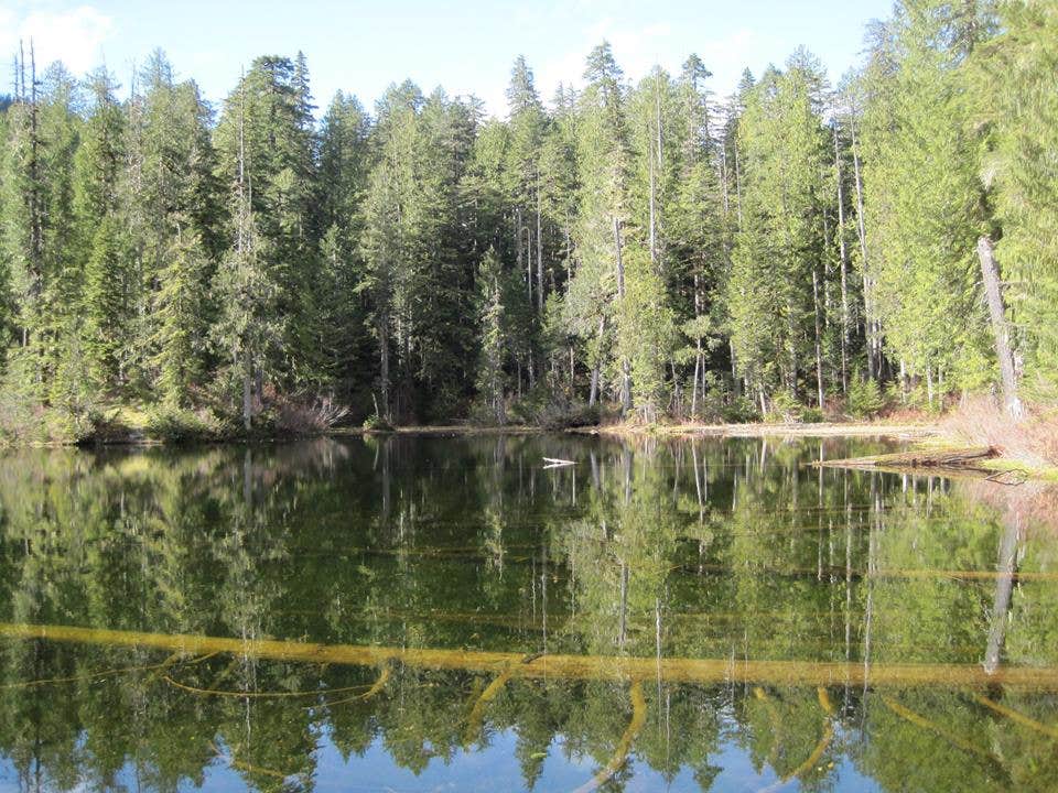 Camper submitted image from Elk Lake — Olympic National Park - 5