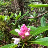 Review photo of Linville Falls Campground — Blue Ridge Parkway by Melissa  W., May 30, 2019