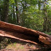 Review photo of Linville Falls Campground — Blue Ridge Parkway by Melissa  W., May 30, 2019