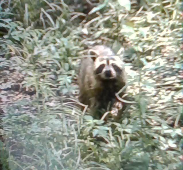 Bonnie W.'s photo of camping with pets at Tickfaw State Park Campground near Prairieville, LA
