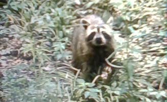Bonnie W.'s photo of camping with pets at Tickfaw State Park Campground in Louisiana