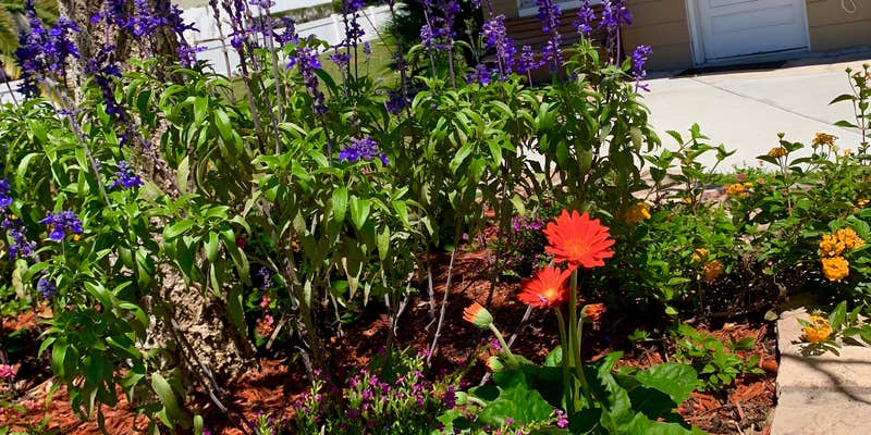 Camper submitted image from Haines City MHP & RV