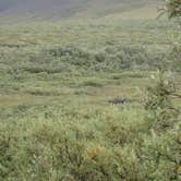 Review photo of Wonder Lake Campground — Denali National Park by Shannon C., August 31, 2016