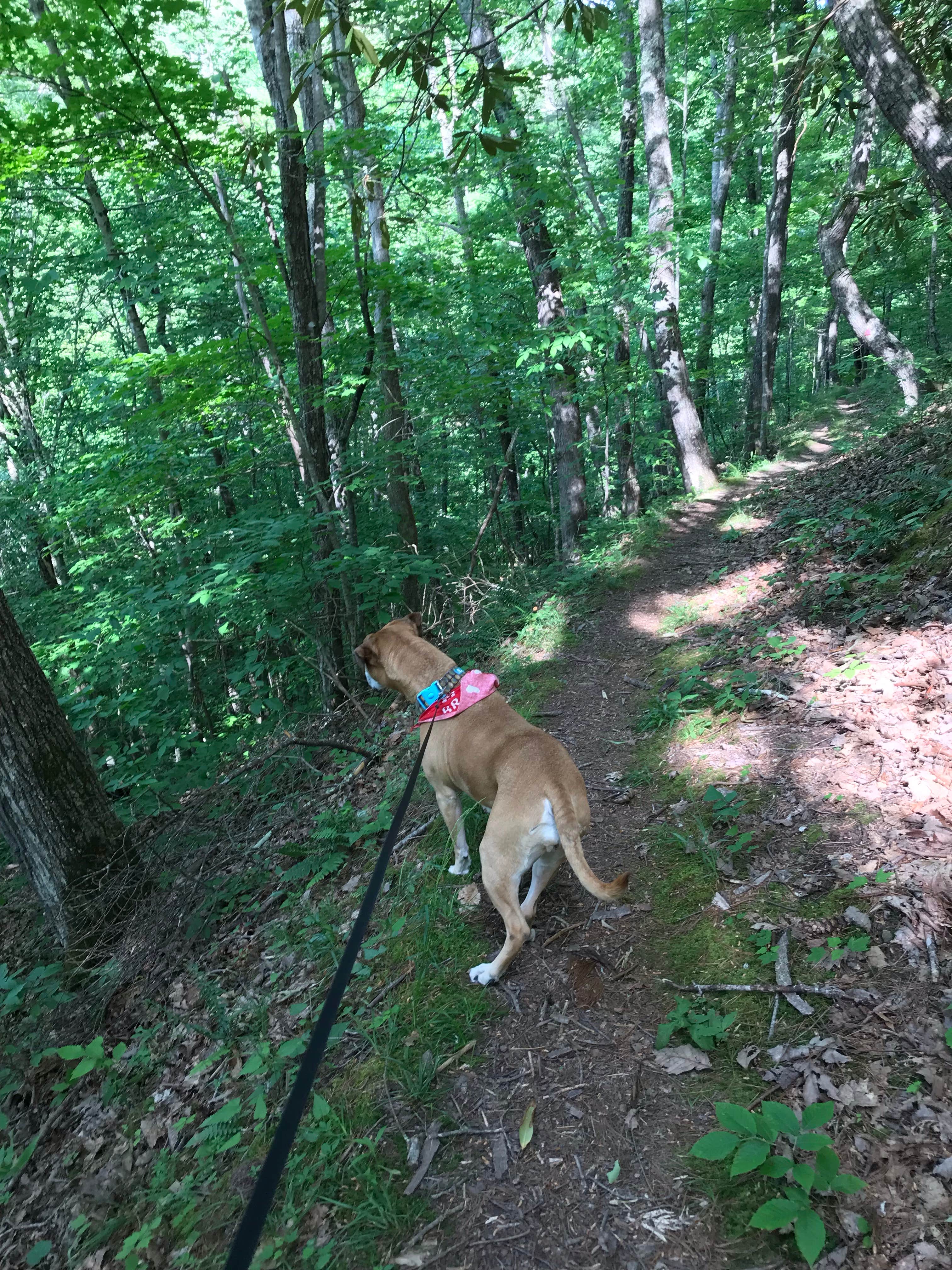 Camper submitted image from Old Mill Campground — Bluestone Lake State Park - 3