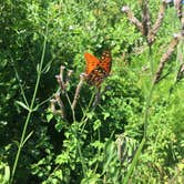 Review photo of Little Talbot Island State Park Campground by Shannon C., August 31, 2016