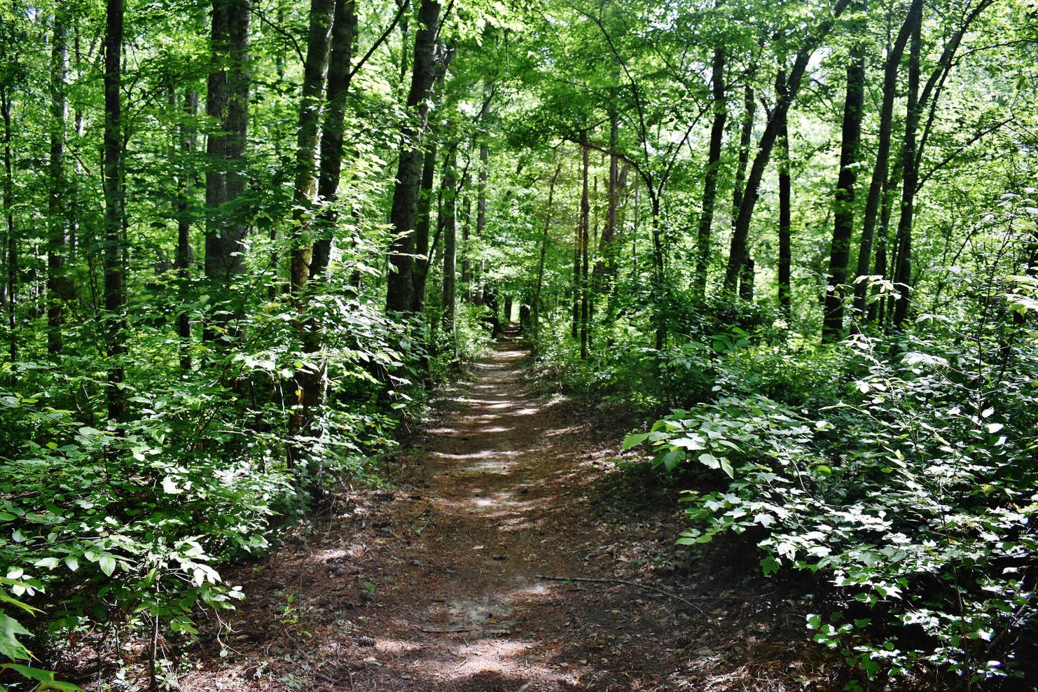 Medoc Mountain State Park | The Dyrt