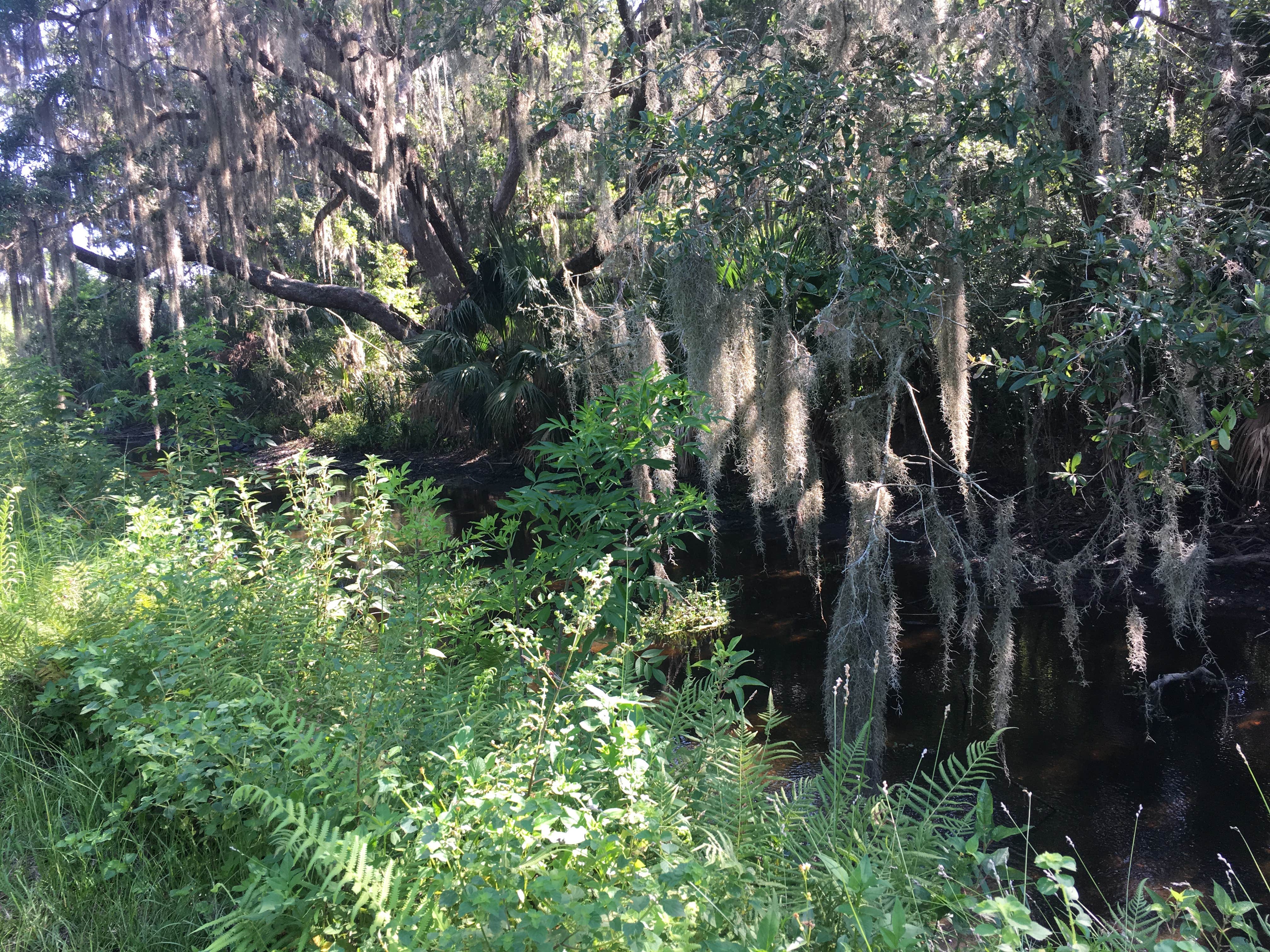 Camper submitted image from Little Talbot Island State Park Campground - 2