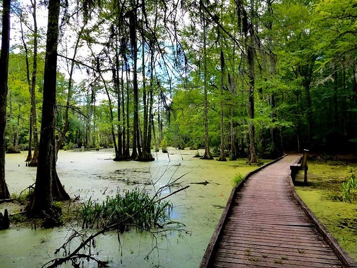 Camper submitted image from Merchants Millpond State Park Campground - 4