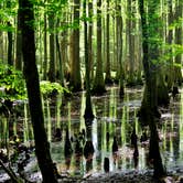 Review photo of Merchants Millpond State Park Campground by Myron C., May 30, 2019