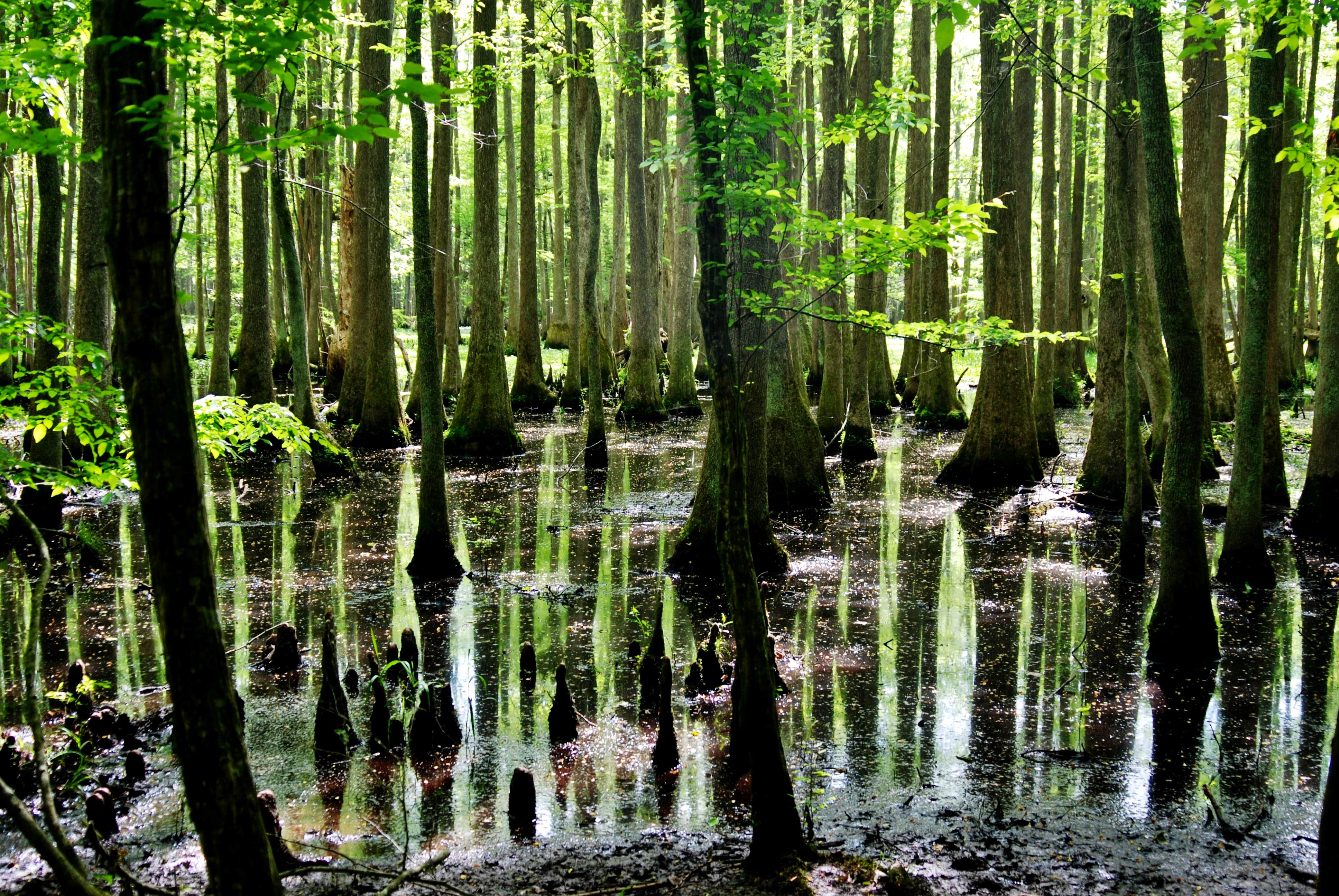 Camper submitted image from Family Campground — Merchants Millpond State Park - 5