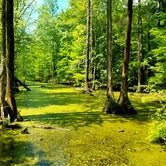 Review photo of Merchants Millpond State Park Campground by Myron C., May 30, 2019